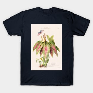 Caladium Bicolor - Flore d’Amérique - Botanical Illustration T-Shirt